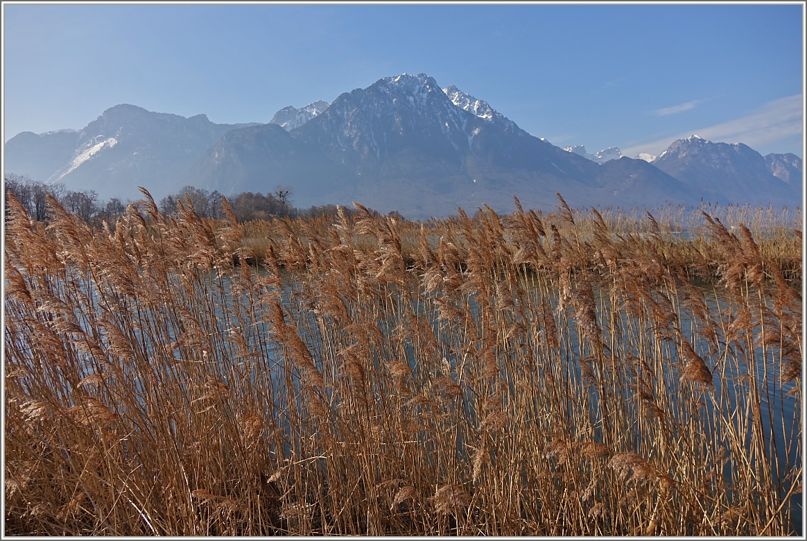 Golden wiegt sich das Schilf im Wind vor dem Grammont.
(10.03.2015)