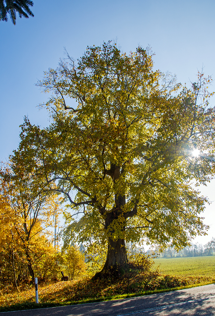 
Goldener Herbst....
Eine Eiche im Gegenlicht, zwischen Friedewald und Langenbach (27.10.2015).
