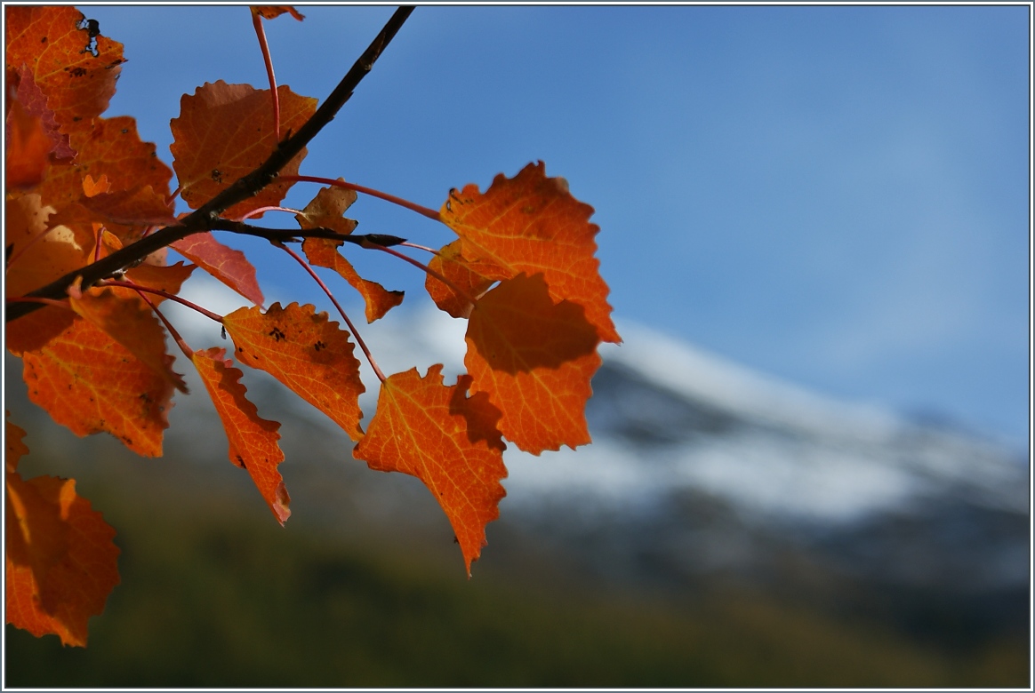 Herbst 
(21.10.2013)