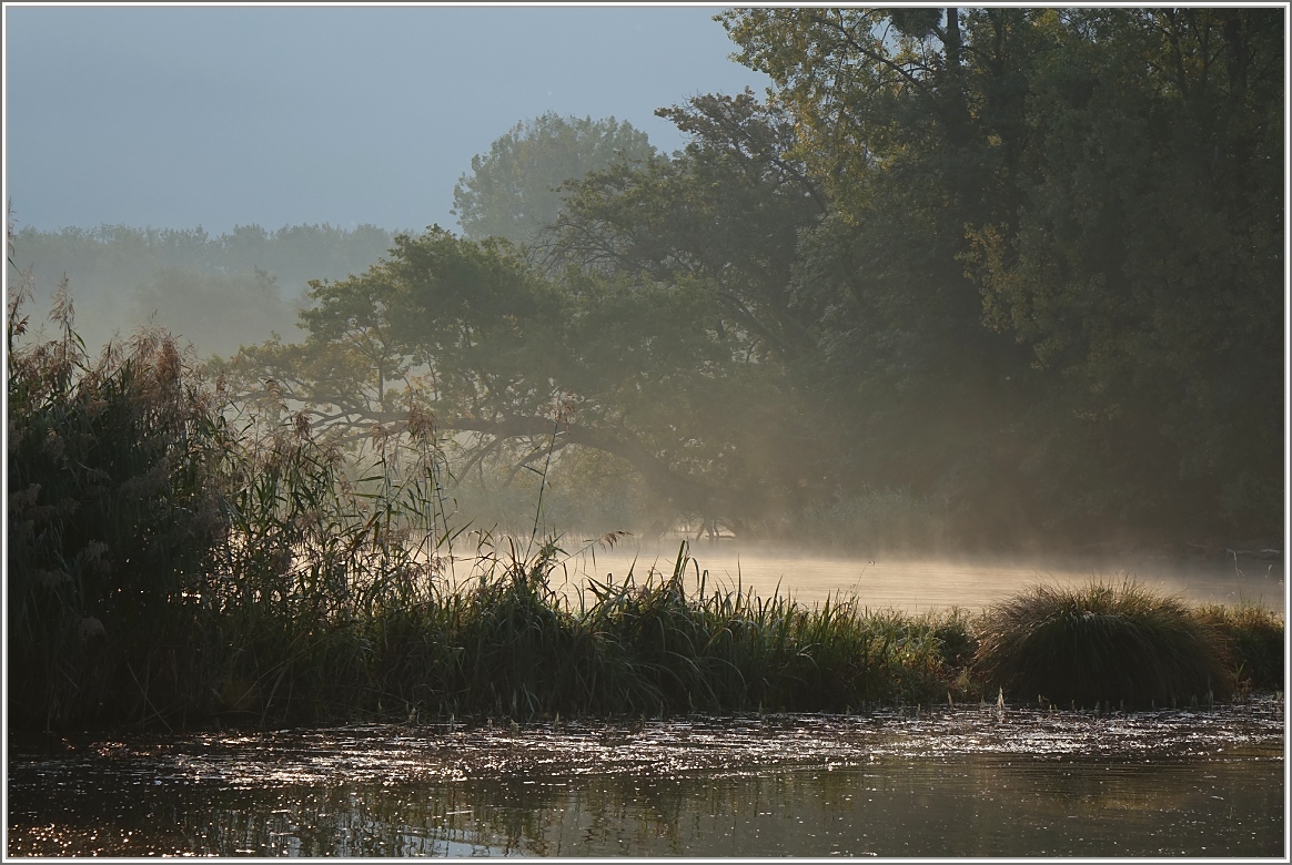 Herbstliche Morgenstimmung im Naturschuzgebiet Grangettes.
(04.10.2014)
