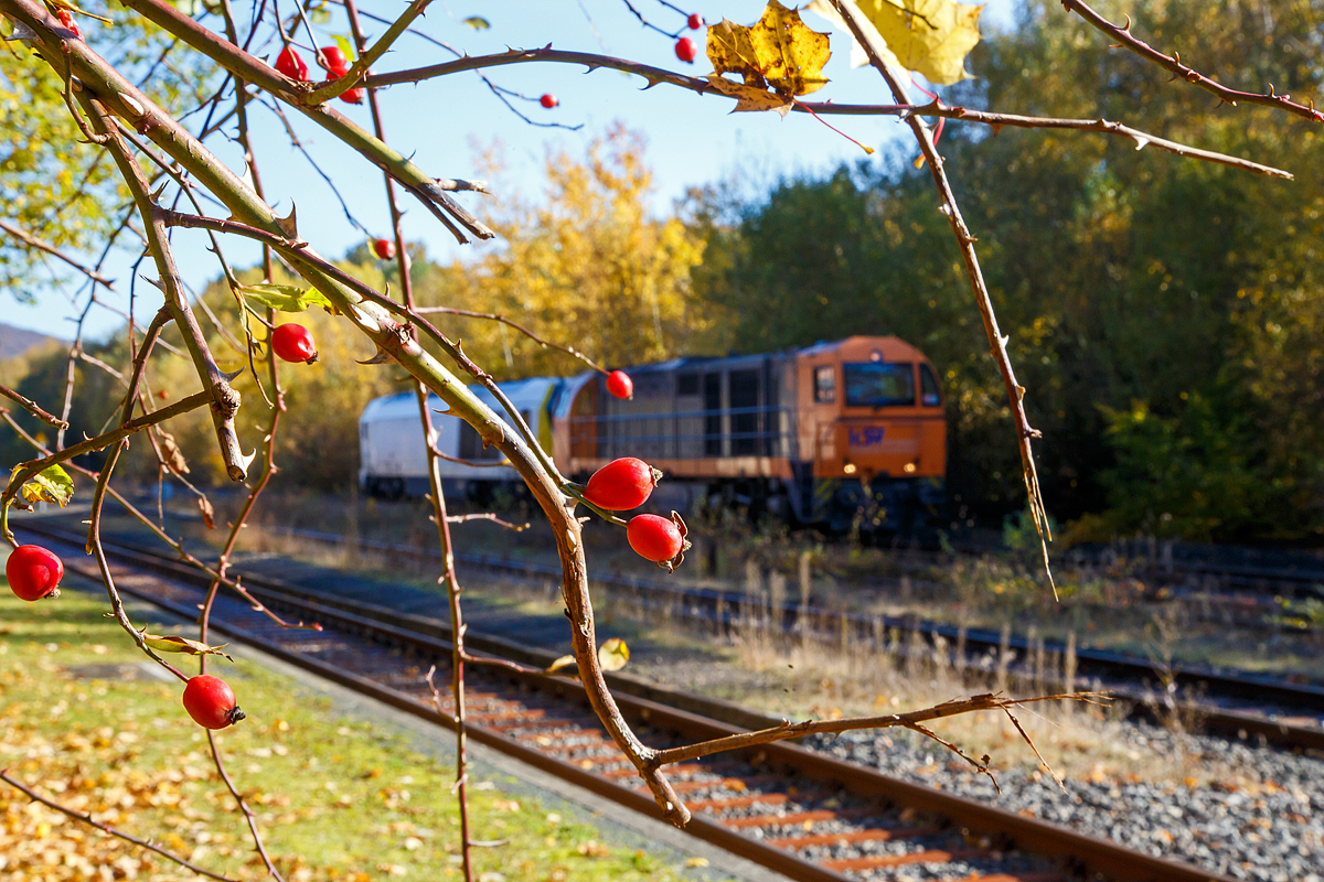 Herbstzeit im Hellertal.....und Hagebutten im Vordergrund....
Noch haben sie am 28.10.2021 im Bahnhof Herdorf auf Gleis 4 Hp 0 und müssen den Gegenzug RB 96 – Hellertalbahn abwarten, die Mietlok der Voith Maxima 30 CC – VTLT 263 005-5 (92 80 1263 005-1 D-VTLT) der Voith Turbo Lokomotivtechnik GmbH & Co. KG am Haken der KSW 43 (92 80 1273 018-2 D-KSW) der KSW (Kreisbahn Siegen-Wittgenstein) bevor es von Herdorf in Richtung Betzdorf (Sieg) weiter geht.