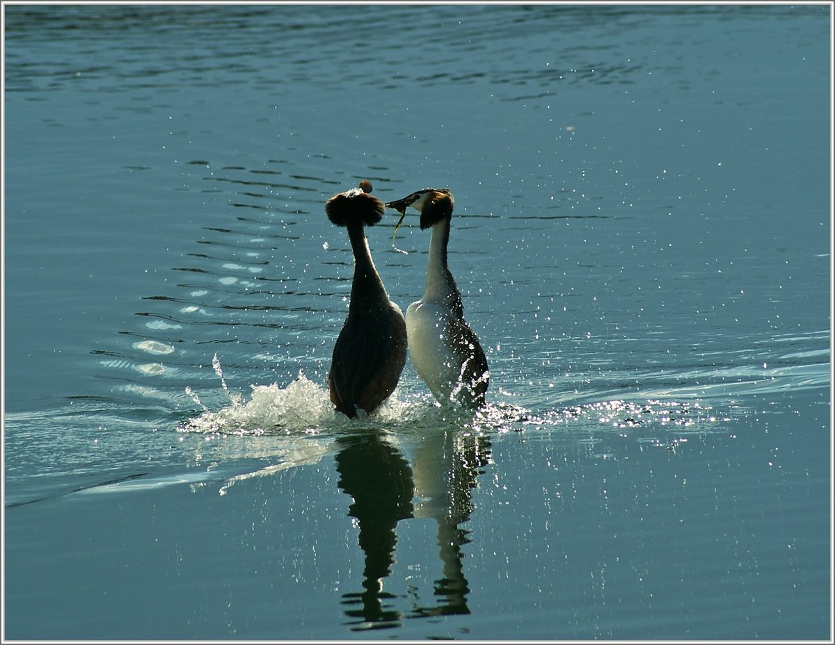 Hochzeitstanz II der Haubentaucher 
(08.04.2019)