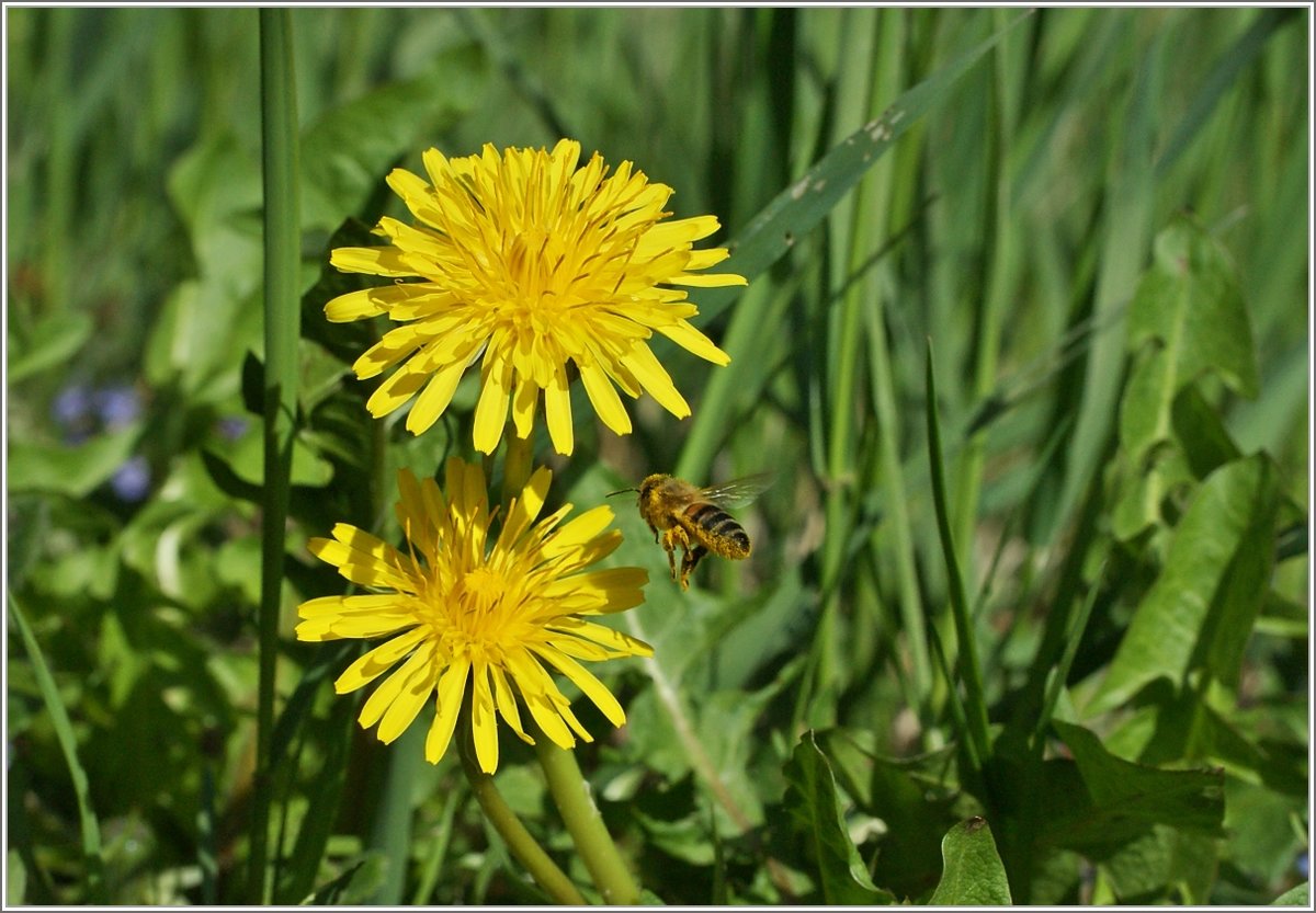 Honigsammlerin
(14.04.2018)