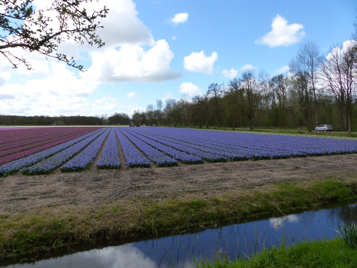 Hyazinthen Blumenfelder, Hillegom 17-04-2016.

Hyacinten bloembollenvelden, Hillegom 17-04-2016.