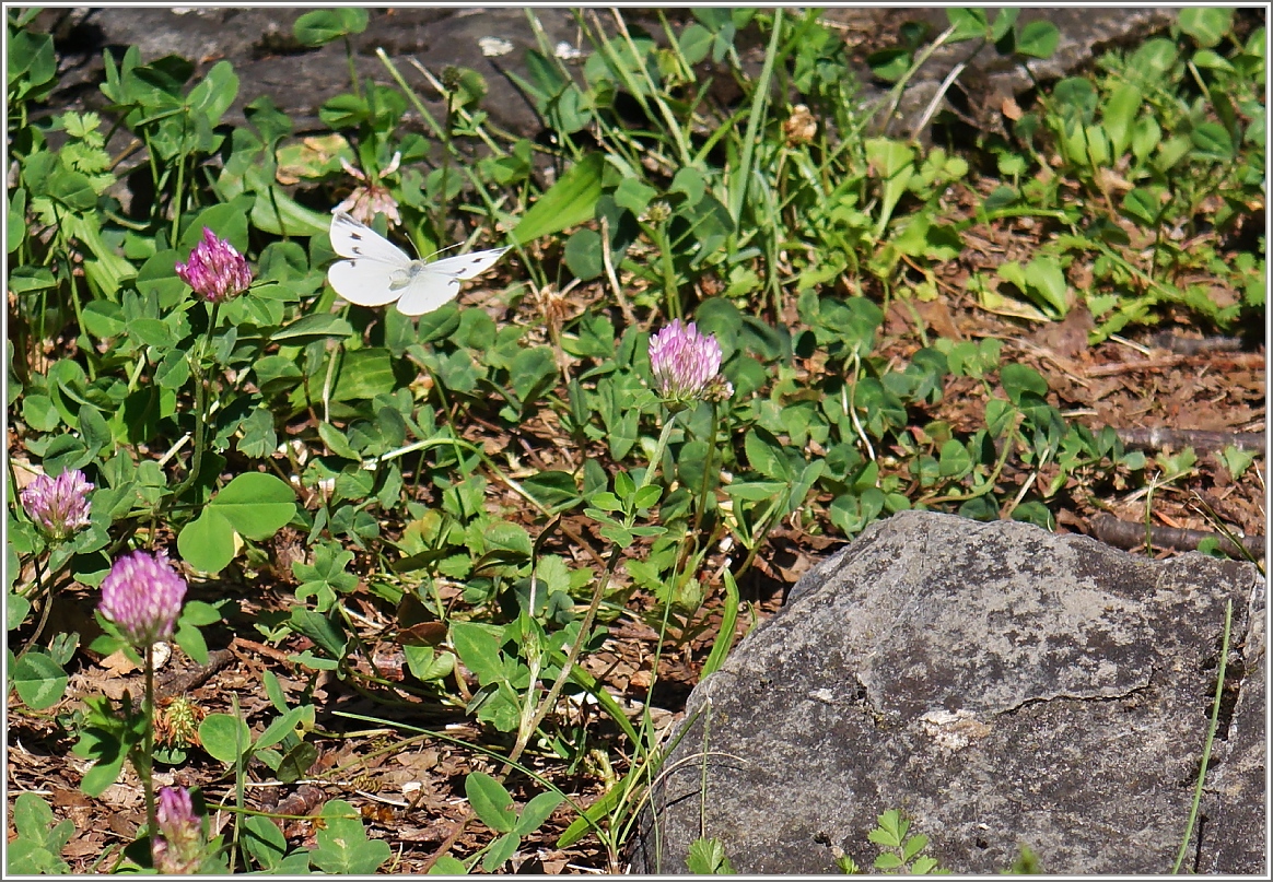 Im Anflug
(26.06.2015)