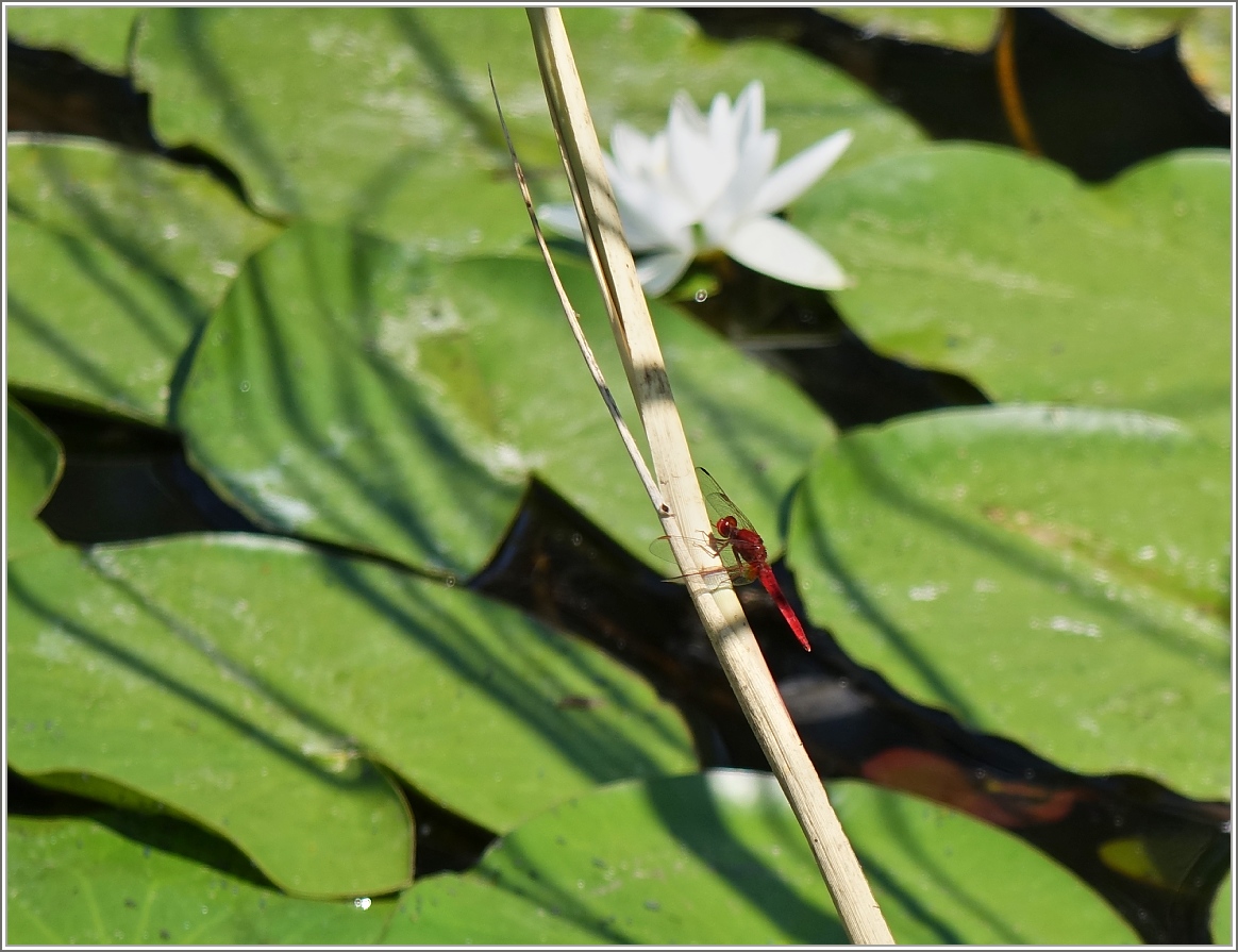 Im Naturschutzgebiet  La Grangettes  entdeckt: Die blutrote Heidelibelle
(14.07.2015) 