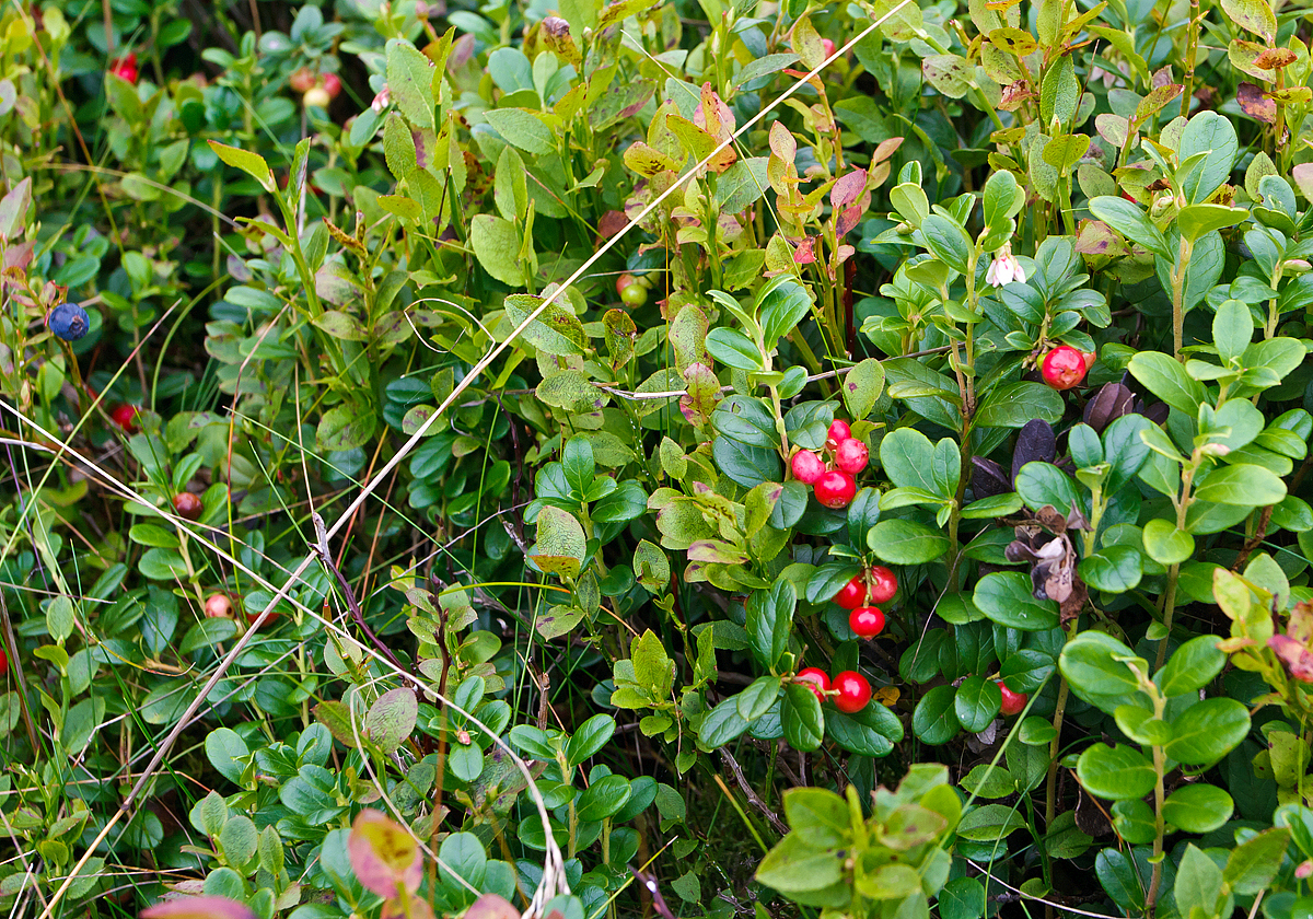 
In der Gambacher Wacholderheide am 13.08.2014 (bei Burbach). 
Besonders typisch für die Heide sind neben dem Heidekraut auch die ausgedehnten Teppiche der Zwergsträucher Heidelbeere und Preiselbeere und Heidekraut. 