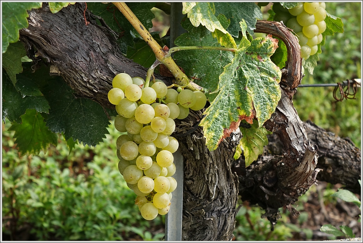 In der Sonne gereift.
Lavaux August 2015