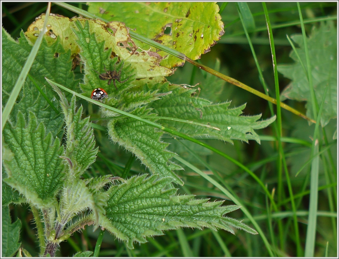 In unangenehmer Gesellschaft
(19.04.2016)