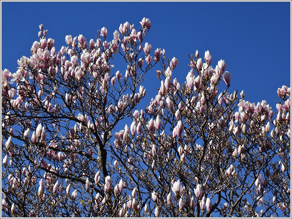 In voller Blüte
(06.04.2015)