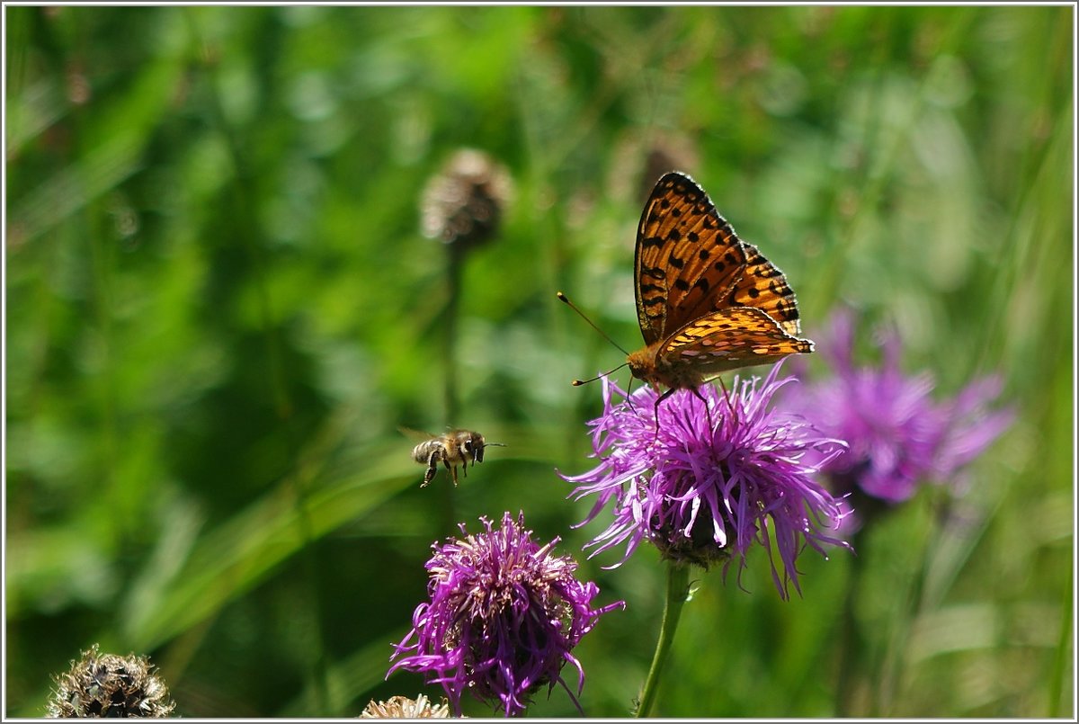 Insektentreffen
(07.07.2020)