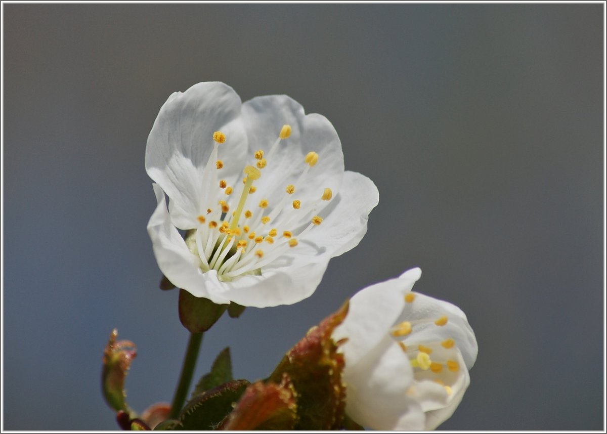 Kirschblüte im April
(08.04.2019)