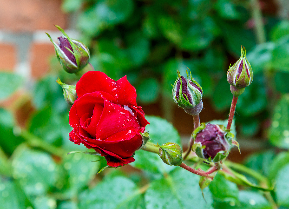 
Kletterrose an der Fest-Scheune auf dem Gut Helmstorf am 13.06.2015.