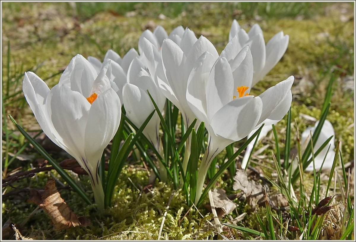 Krokusse in Weiss, einer der ersten Frühlingsboten
(23.03.2021)

