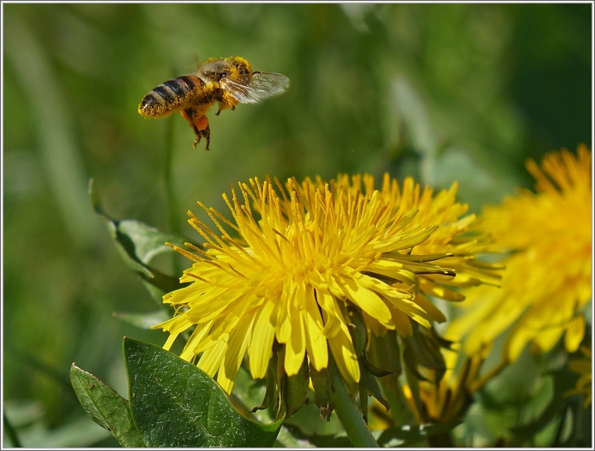 Landeanflug
(09.04.2019)