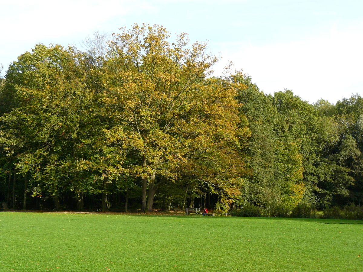 Leidse Hout, Leiden 18-10-2014.

Grote speelweide in park Leidse Hout, Leiden 18-10-2014.