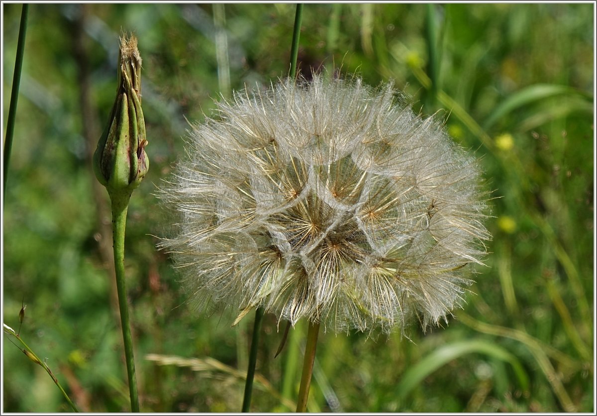Löwenzahn einmal anders gesehen.
(07.07.2020)
