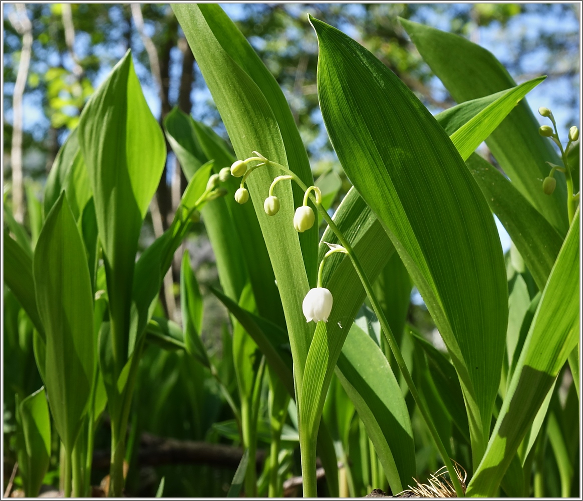 Maiglöckchen
(14.04.2014)