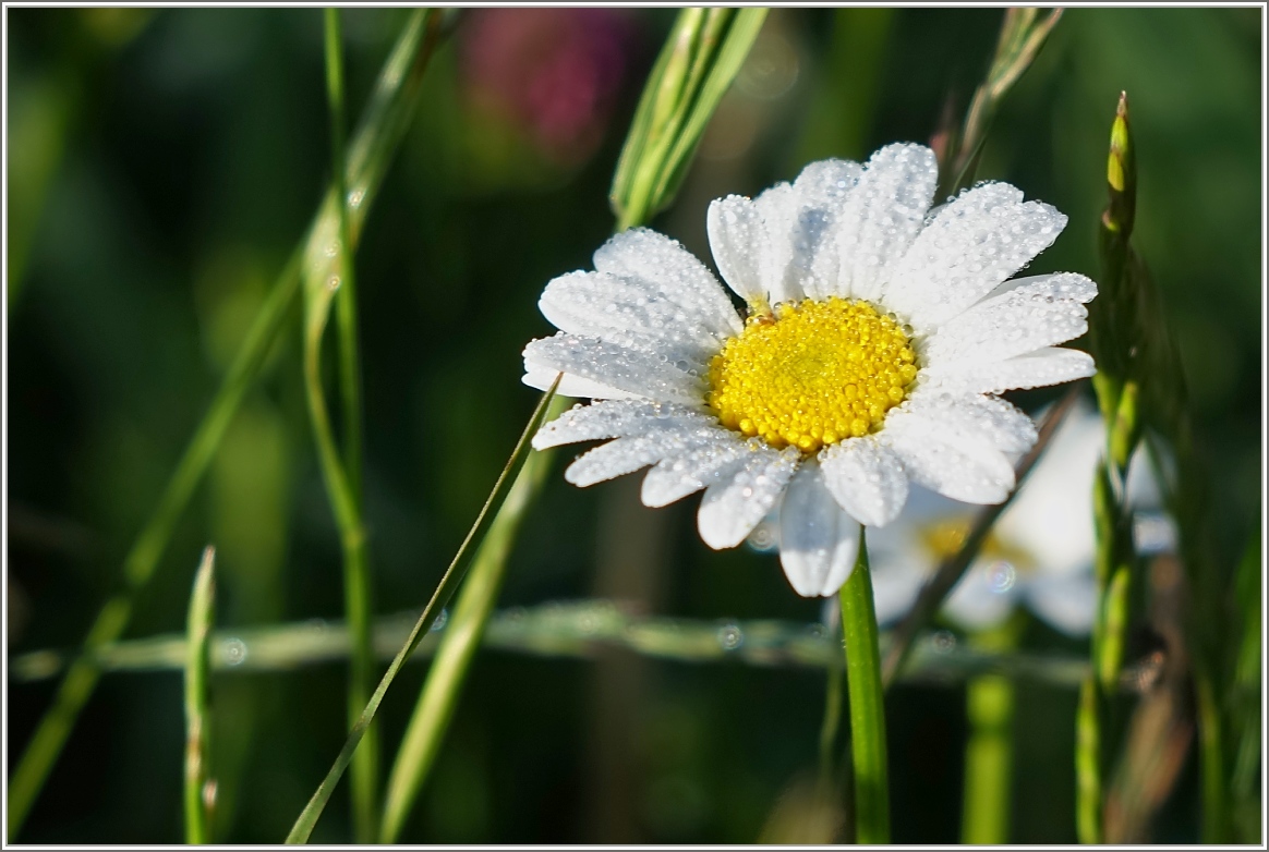Margaretenblume mit Regentropfen
(17.06.2015)