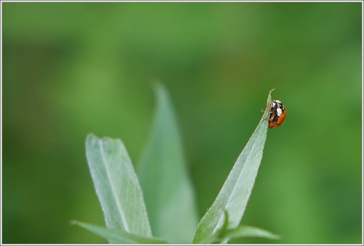 Marienkäfer ganz oben
(13.07.2015)