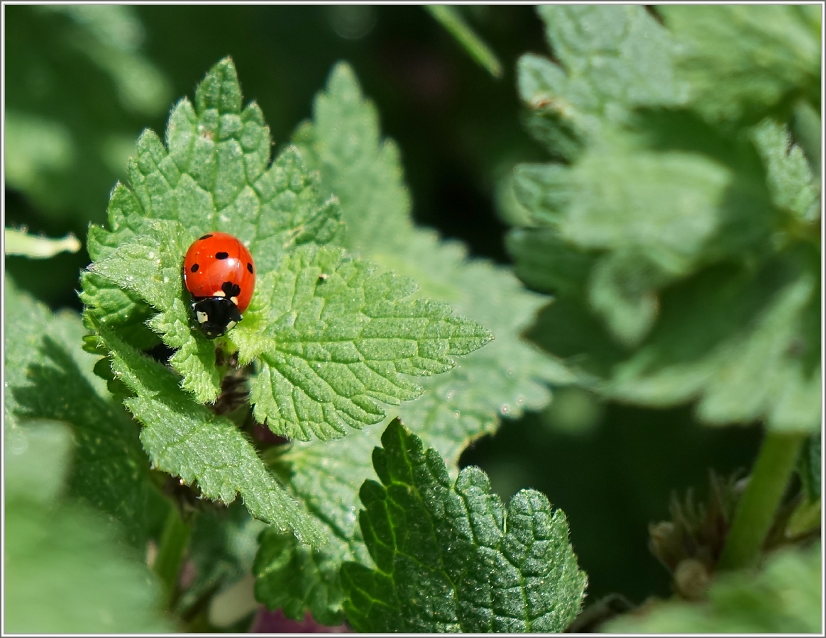 Marienkäfer geniesst die wärmende Sonne
(11.05.2015)