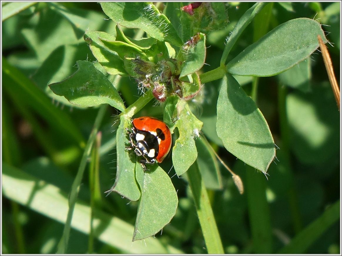 Marienkäfer
(23.04.2014)