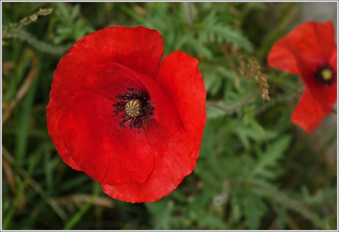 Mohnblume
(08.05.2014)