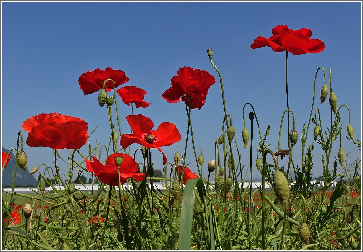 Mohnblumen
(27.05.2015)