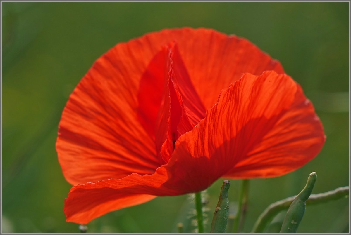 Mohnblumenfächer
(02.06.2018)