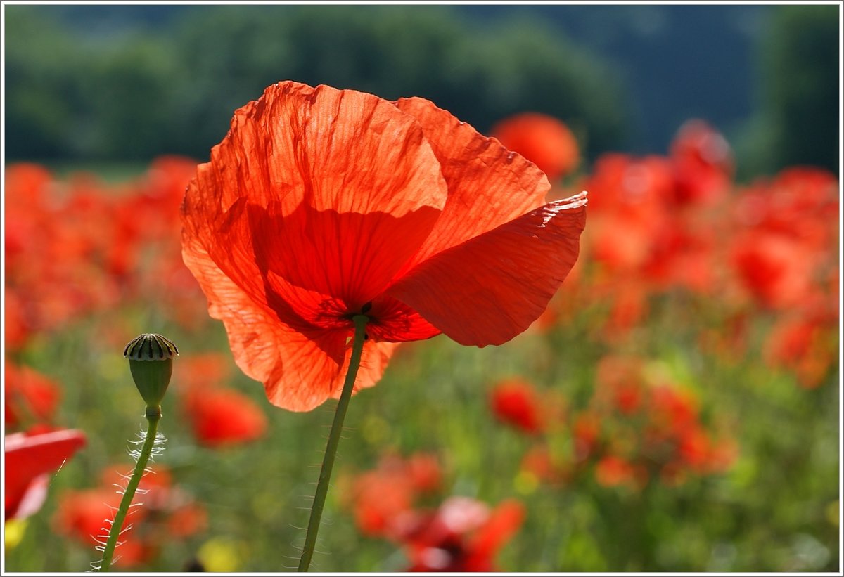 Mohnblumenimpression
(24.05.2018)