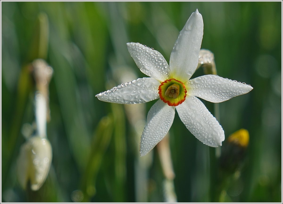 Narzisse mit Morgentau
(07.05.2020)