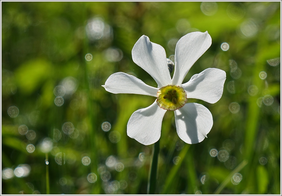 Narzissenblüte im Licht der Morgensonne.
(10.06.2016)
