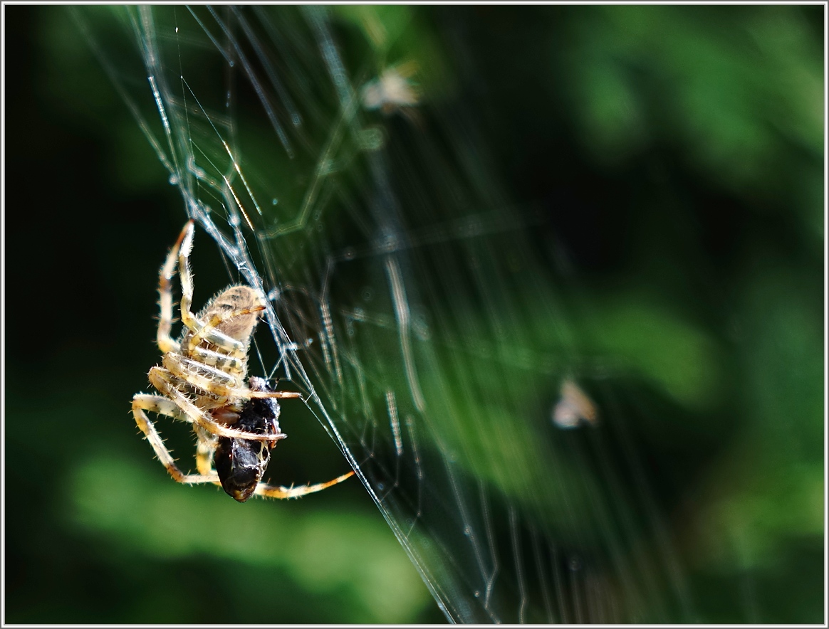 Natur kann natürlich grausam sein
(31.07.2014)