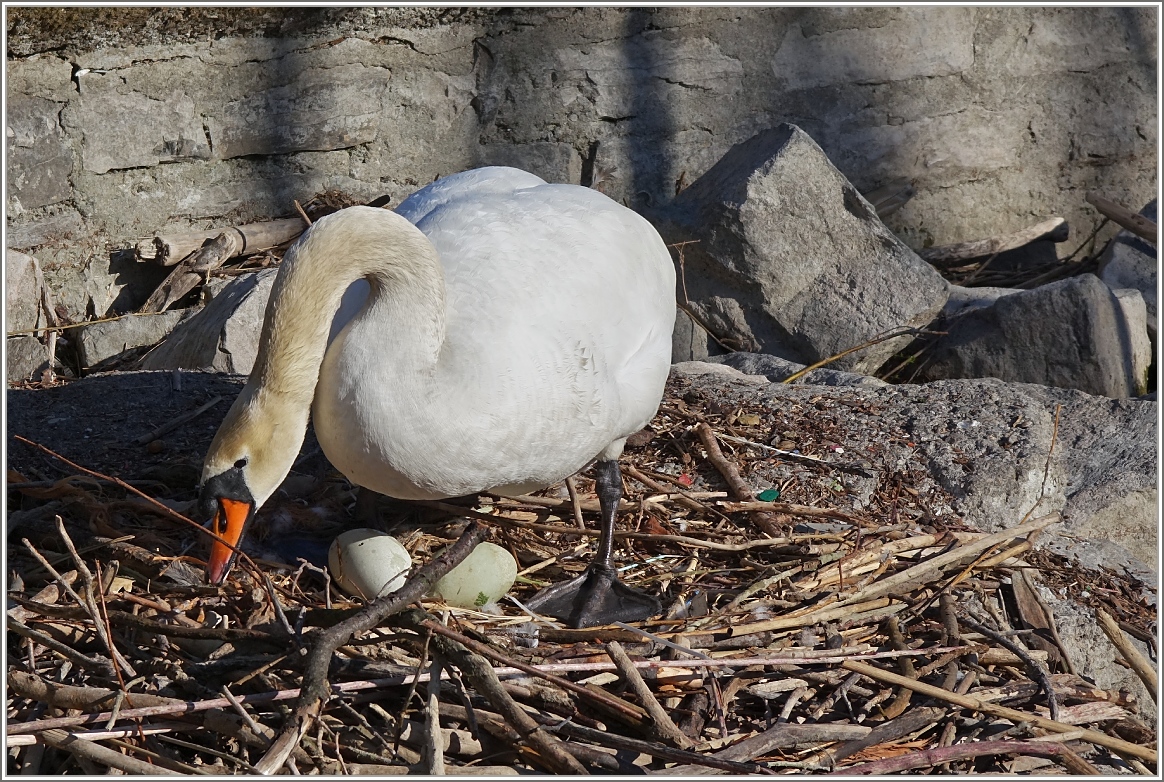 Neues Leben entsteht...
(13.04.2015)