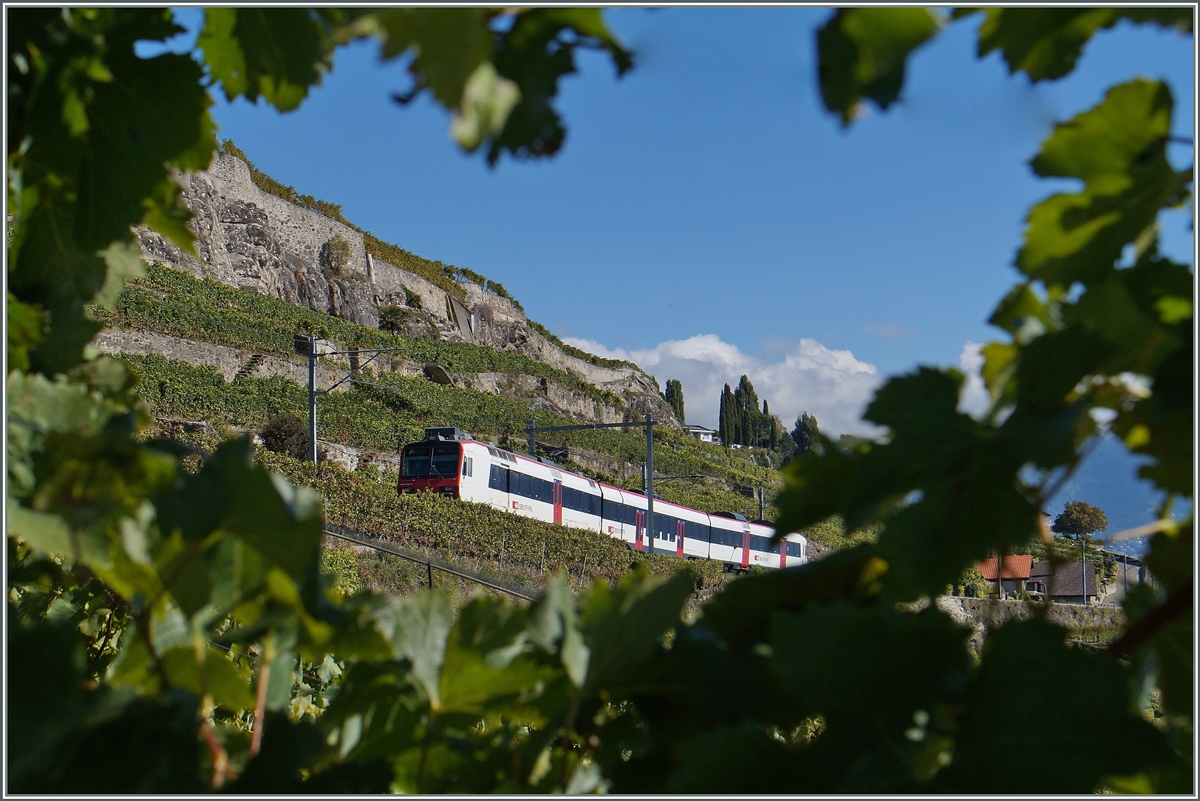 Oberhalb von St-Saphrin, inmitten der Reben fhrt ein SBB Domino als S 31 ber die  Train des Vignes  Strecke Richtung Vevey.
4. Okt. 2015