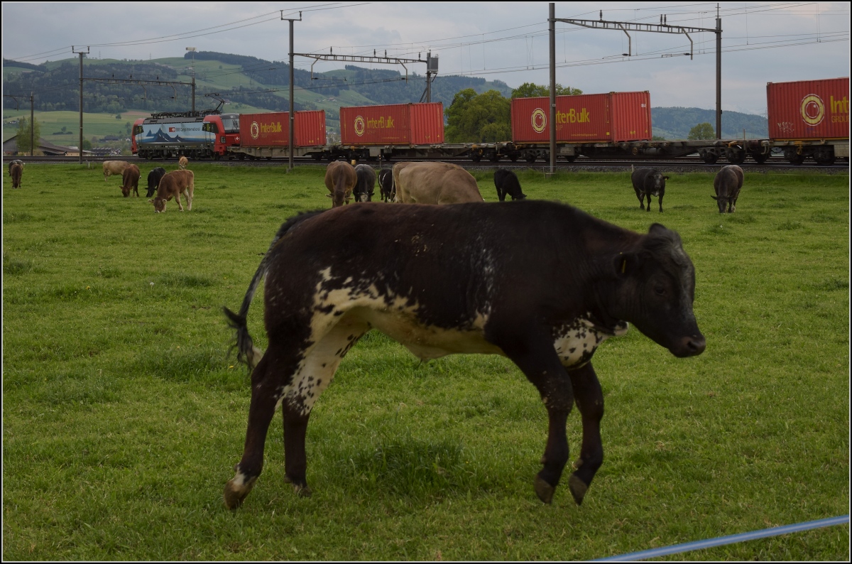 Photobombing (6).

Eigentlich wollte ich nur die Vorbeifahrt von 193 478 'Gotthardo' mit Güterzug vor friedlich wiehernden... pardon friedlich grasenden Kühen fotografieren, aber...

Reusshöfe, April 2022