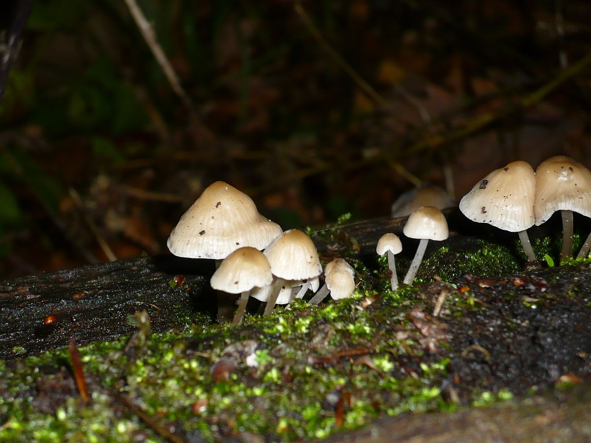 Pilze Park  Leidse Hout . Leiden, Niederlande 25-10-2014.

Paddestoelen in het Leidse Hout. Leiden 25-10-2014.