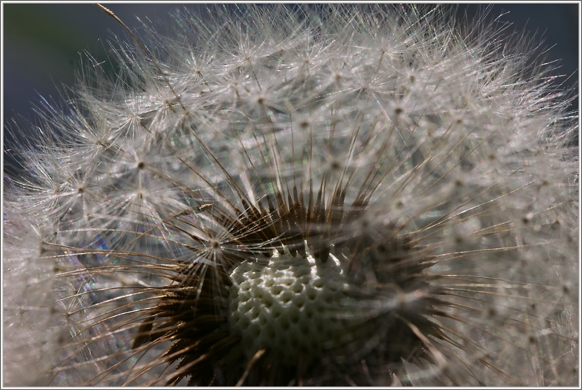 Pusteblume
(11.08.2016)