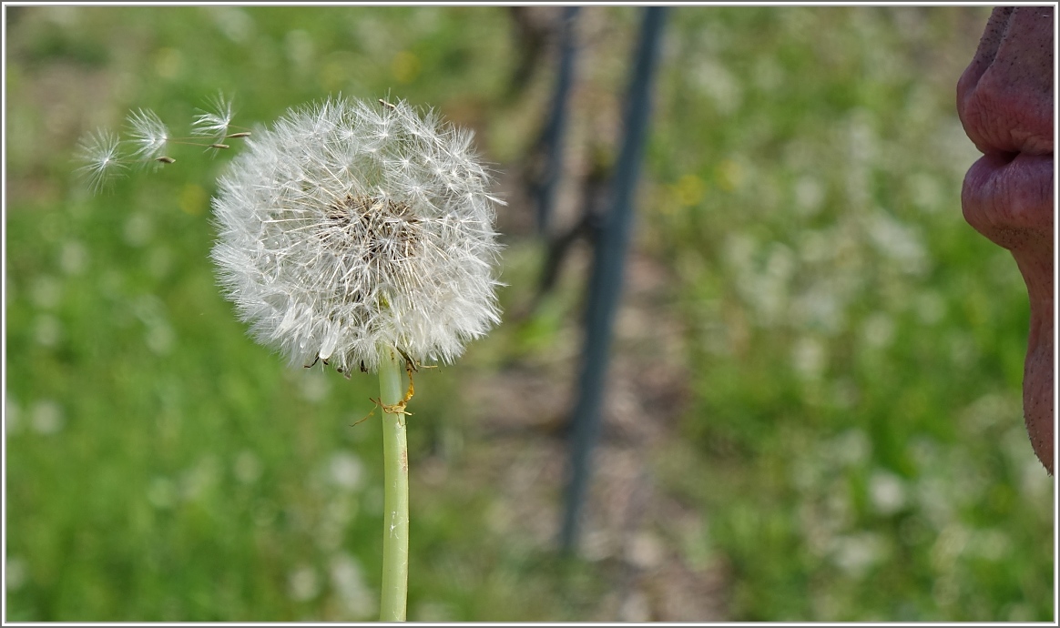 Pusteblume
(23.04.2014)