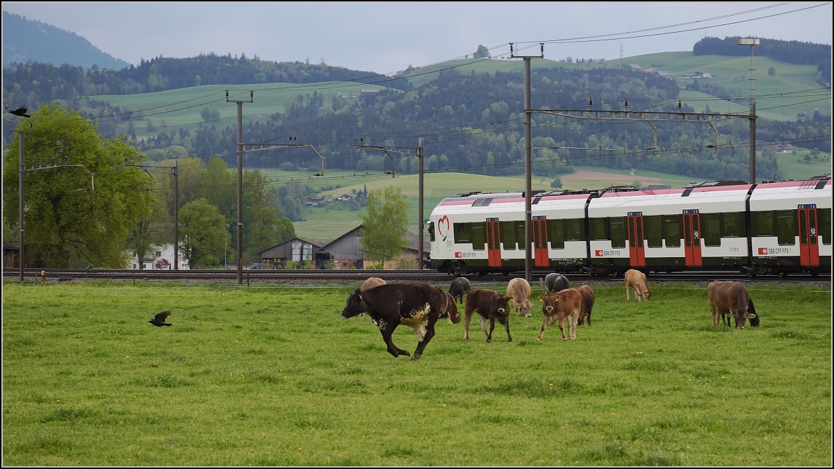 RABe-njagd (3)

Das geht ja gar nicht, dass sich der RABe da auf der Kuhweide niederlässt. Als ordentlicher Jungbulle muss man da für Ordnung sorgen, während im Hintergrund RABe 521 021 ordnungsgemäss auf den Schienen bleibt. 

Reusshöfe, April 2022.