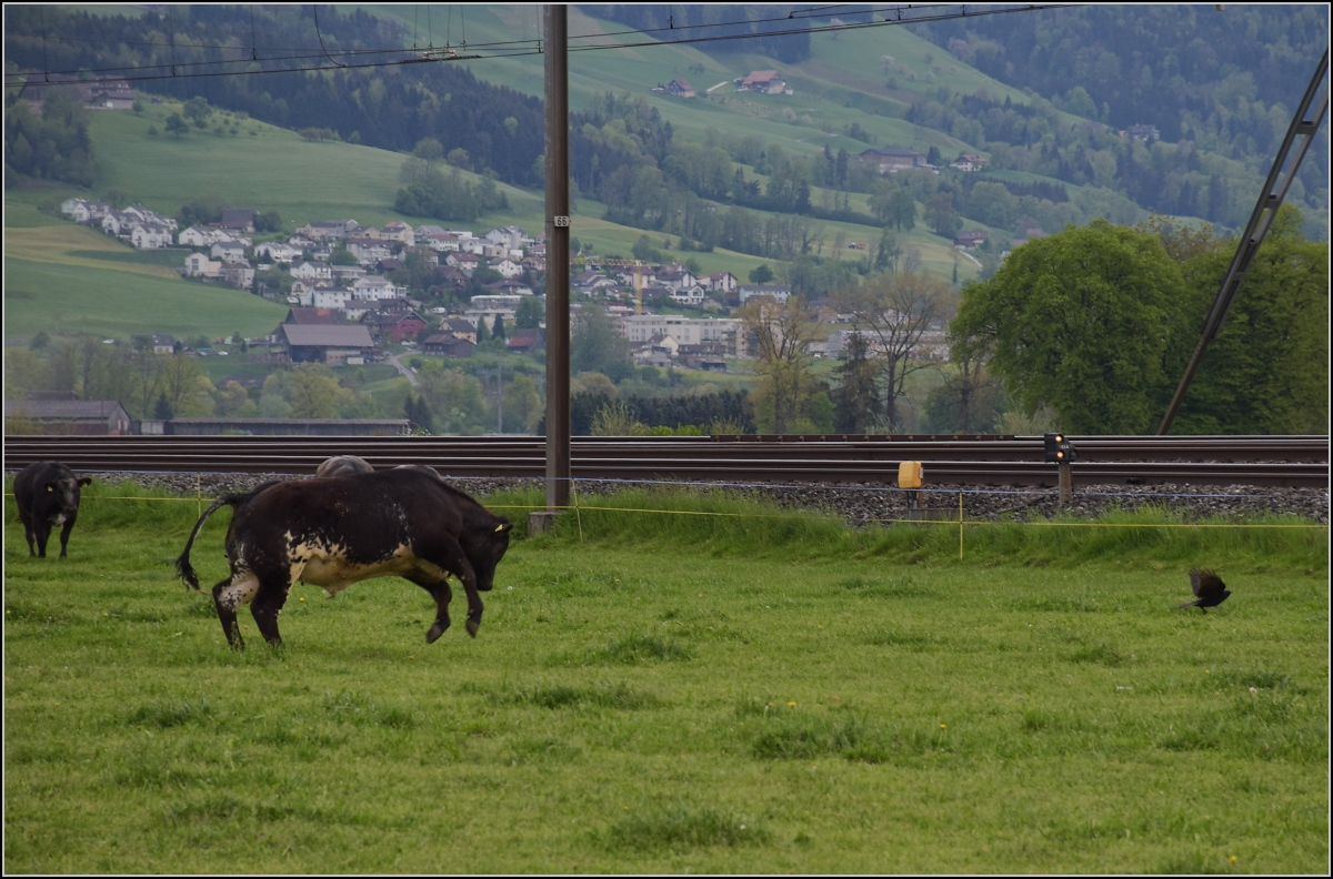 RABe-njagd (5)

Das geht ja gar nicht, dass sich der RABe da auf der Kuhweide niederlässt. Jetzt aber dalli dalli... 

Reusshöfe, April 2022.