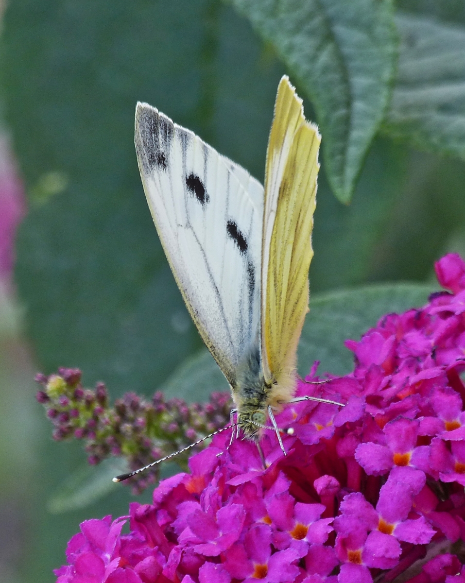 Rapswei�ling an der Bl�te des Schmetterlingsstrauches in unserem Garten.12.09.2021