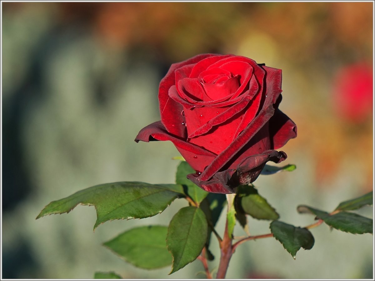 Rosenblüte im Morgenlicht der Septembersonne.
(25.09.2018)