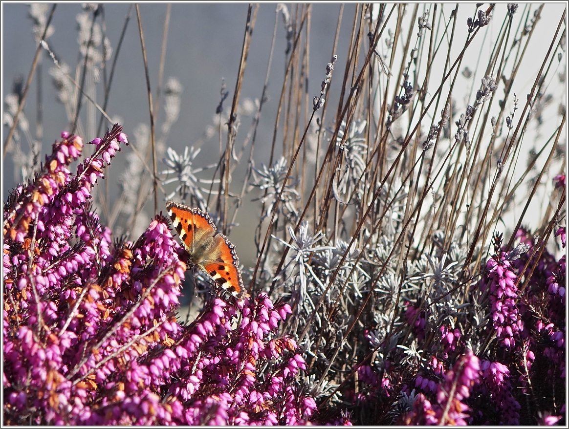 Schmetterlingswetter: Ein kleiner Fuchs im Sonnenschein.
(10.03.2015)