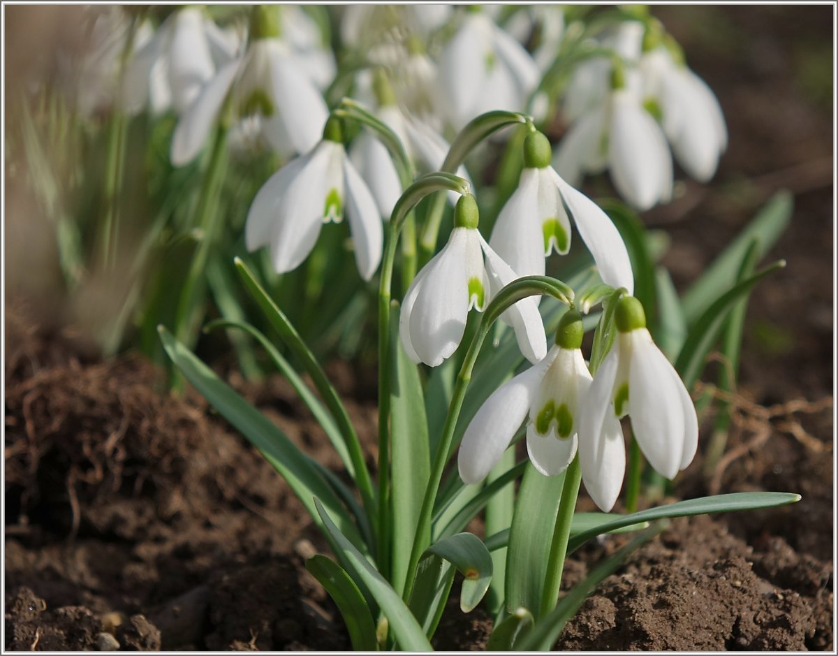Schneeglöckchen, einer der ersten Frühlingsboten des Jahres.
(03.03.2019)