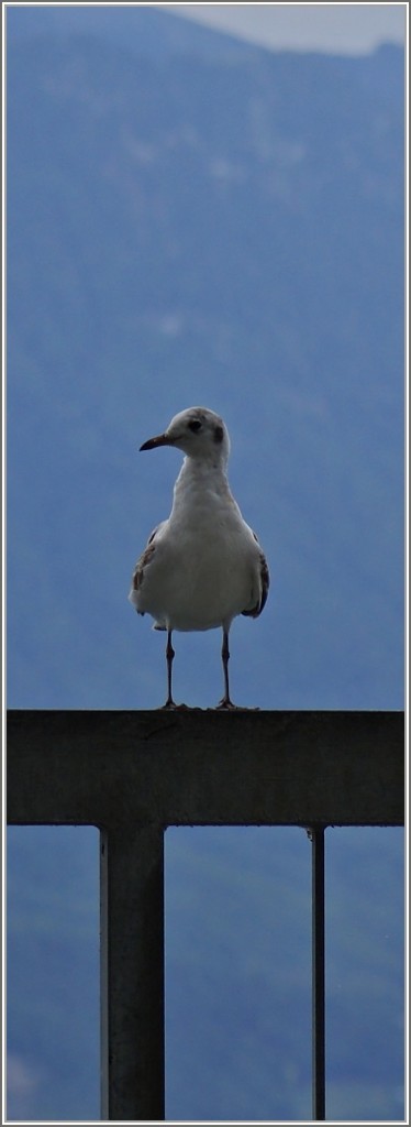 Schöne Aussicht.
(25.07.2015)