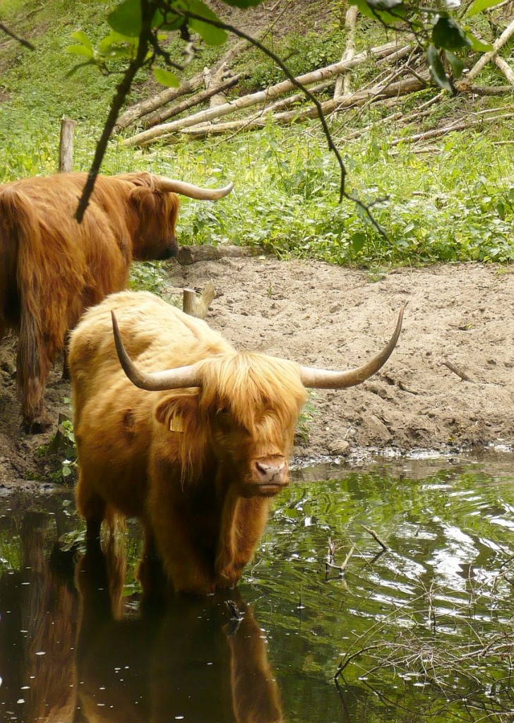 Schotse Hooglanders in de duinen bij 't Panbos. Katwijk 28-06-2014.


Schottische Hochlandrinder, Düne bei Katwijk 28-06-2014.