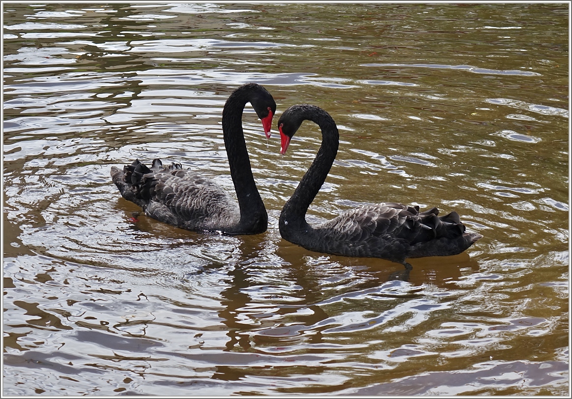 Schwarzes Schwanenpaar sehr verliebt...
(12.05.2014)
