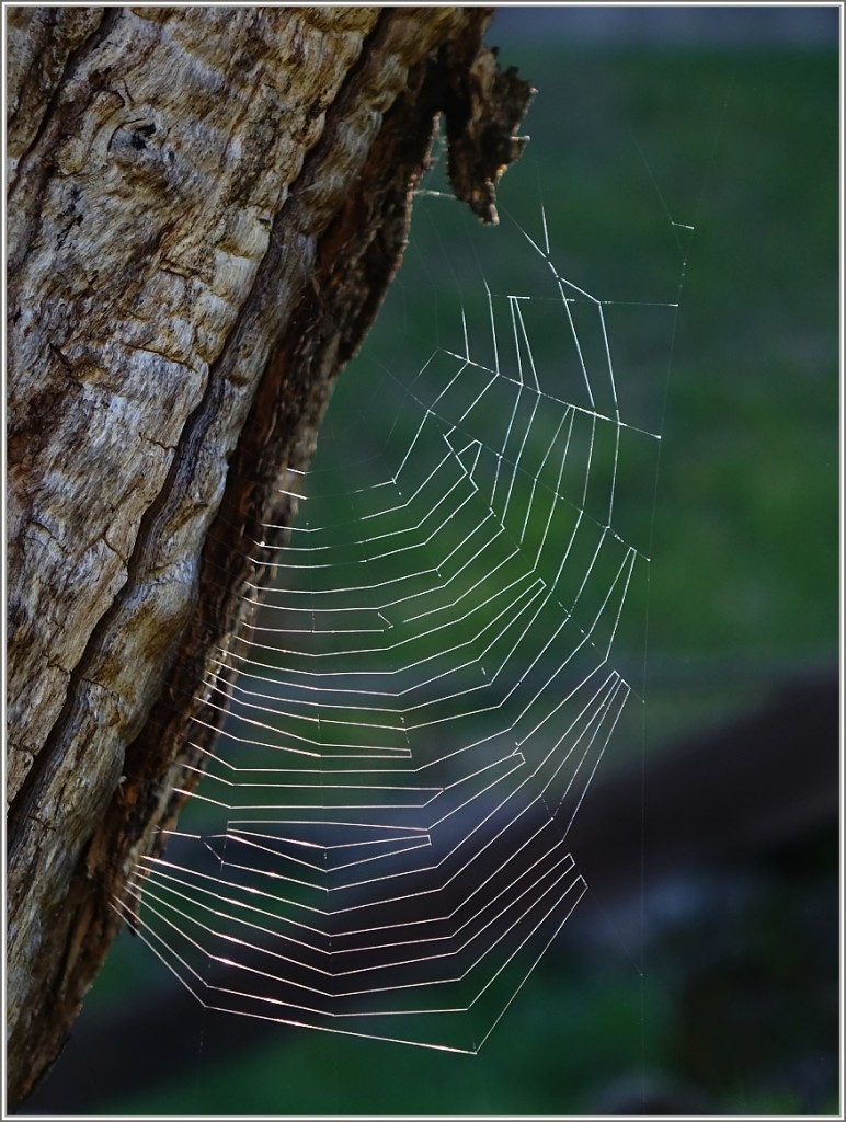 Seidene Fäden am Baum...
(14.04.2014)