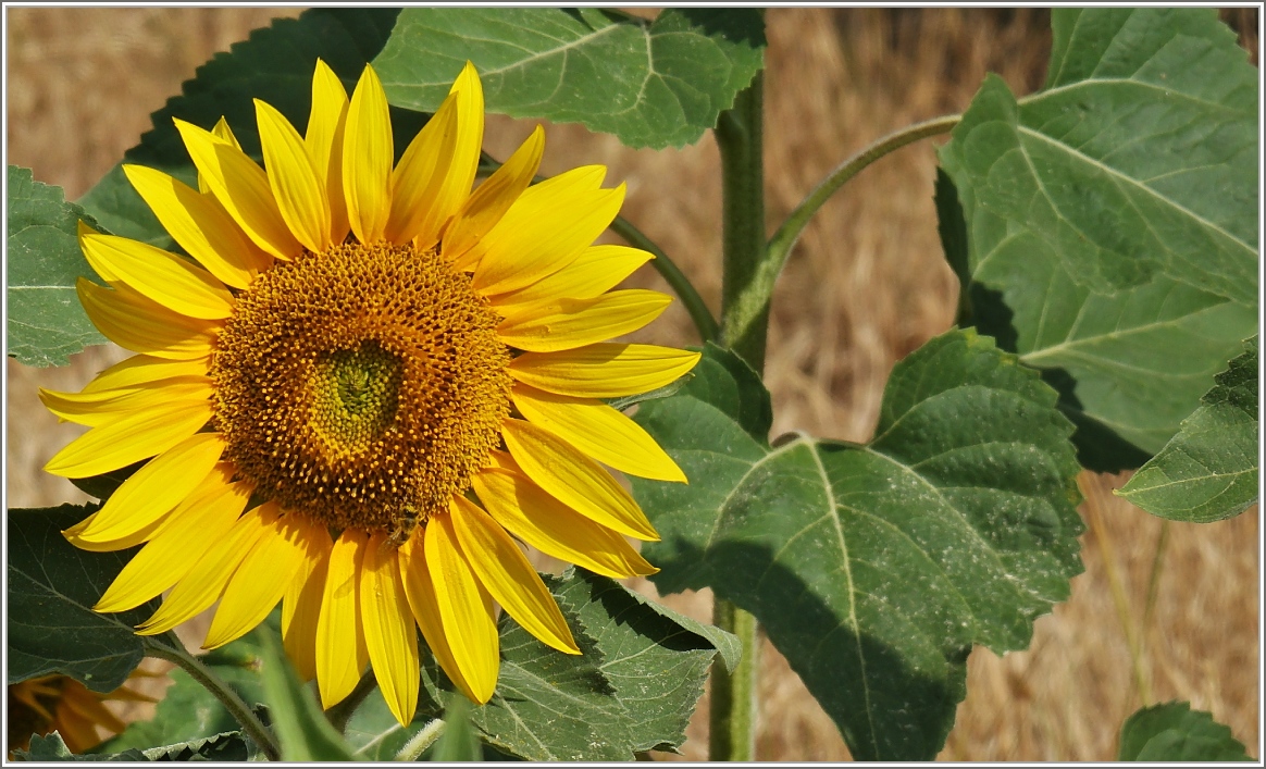 Sonnenblume
(08.07.2015)